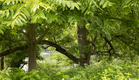 Mature trees with thick trunks and dense green canopy framing a distant waterway.