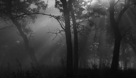 Misty forest with tall trees silhouetted against heavy fog in black and white.