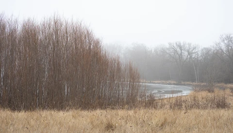 Dense stand of bare birch trees alongside a partially frozen river in misty winter landscape.