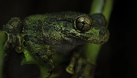 A green tree frog perched on a thin branch against a dark background.