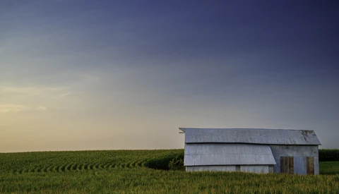 Weathered farmhouse standing alone in a vast, flat cornfield under a clear sky.