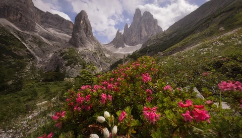 Vibrant pink flowers blooming in an alpine valley beneath three dramatic granite peaks.