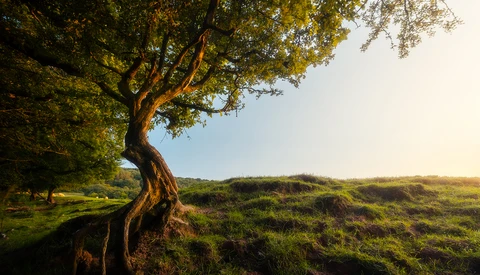 Gnarled tree with golden-hour sunlight illuminating its twisted trunk and canopy overlooking a rolling green hillside.