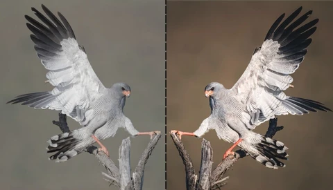 Two white cockatoos with dark wings perched on branches, facing each other with wings raised.