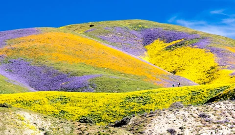 Rolling hillsides blanketed in vibrant yellow, purple, and orange wildflowers under clear blue sky.
