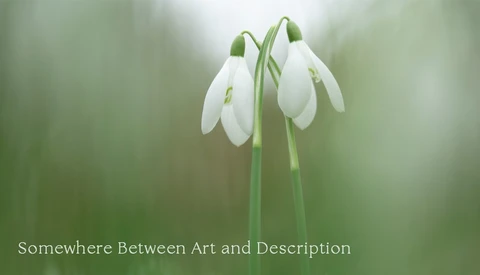 Two delicate white snowdrop flowers with drooping petals on green stems against a soft, blurred green background.