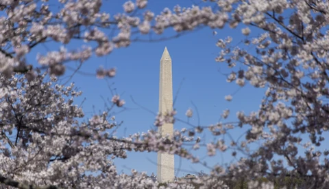 Washington Monument framed by blooming cherry blossom branches against clear blue sky.