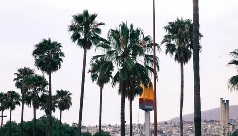 Tall palm trees framing a cityscape with mountains in the background and a commercial sign visible among the vegetation.