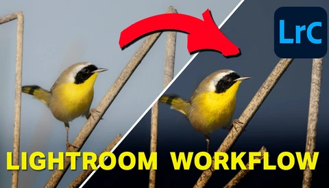Yellow bird with black eye-stripe perched on branch, shown before and after Lightroom editing with red arrow indicating the workflow.
