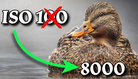 Infographic comparing ISO settings with a duck floating on water.