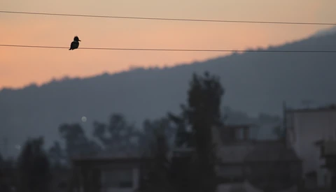 Bird perched on power line at dusk with blurred cityscape and mountains in background