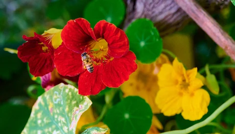 How Does the NIKKOR Z MC 105mm f/2.8 VR S Macro Lens Fare for Flower Photography?