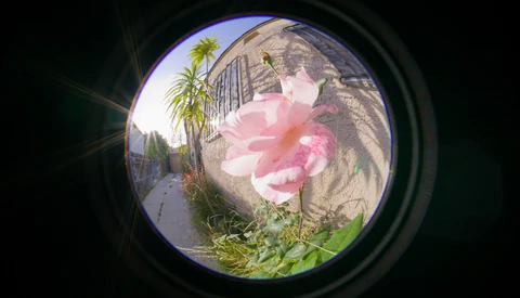 Pink rose in sharp focus viewed through a fisheye lens, with palm trees and architecture blurred in background