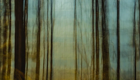 Vertical motion blur of a dense forest with tall trees