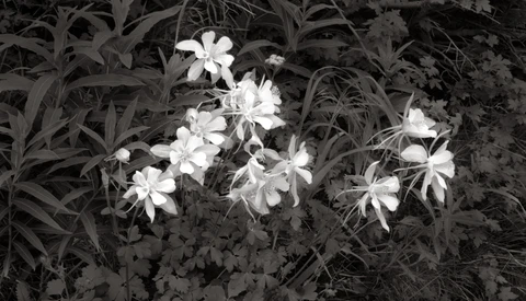 Black and white photograph of clustered white flowers among dark foliage