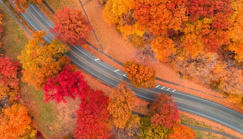 Aerial view of a winding road cutting through vibrant autumn forest canopy in shades of red, orange, and gold