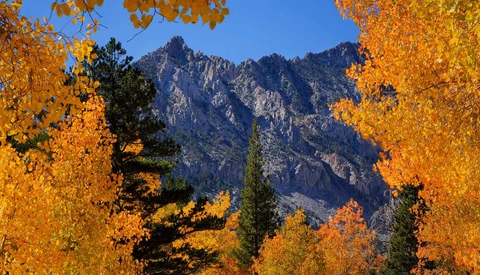Golden aspen trees frame a rocky mountain peak against clear blue sky