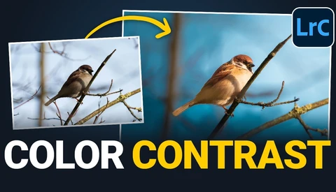 Comparison graphic showing color contrast enhancement of a bird photo in Lightroom