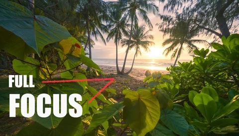 Tropical beach at sunrise with palm trees framing lush foreground vegetation and ocean horizon