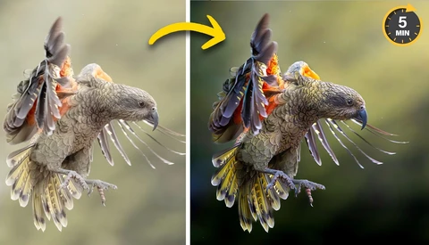Side-by-side comparison of eagle in flight showing color grading differences