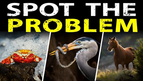 Graphic with text 'SPOT THE PROBLEM' featuring three wildlife photographs: a red crab, a heron with a snake, and a brown horse