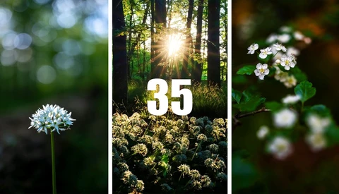 Triptych of nature photography featuring white flowers and forest sunlight with number 35