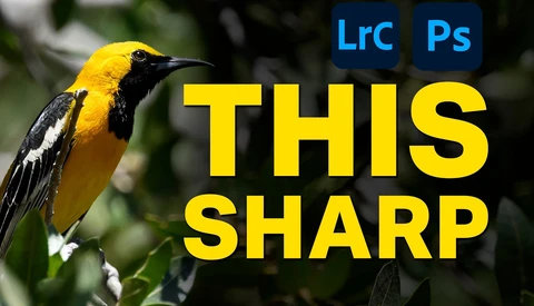 Graphic overlay showing a yellow and black hummingbird with Lightroom and Photoshop text and editing instructions