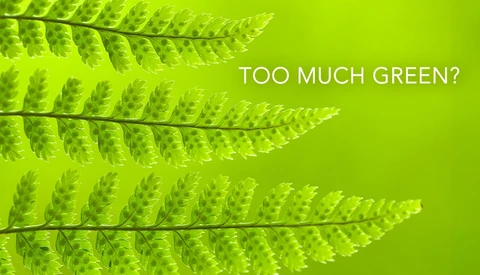 Graphic illustration of bright green fern fronds against a vibrant lime background with text reading 'TOO MUCH GREEN?'