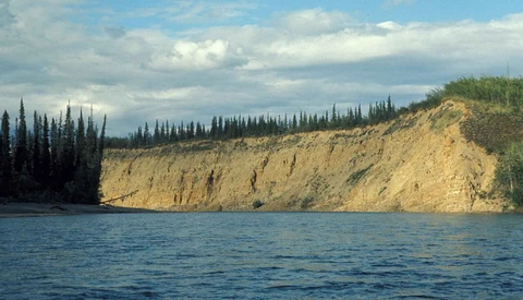 Dramatic riverbank landscape with tall coniferous forest and exposed earth bluff beside deep blue water