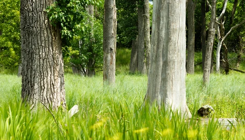 Tall trees with light-colored trunks standing in green grass and undergrowth