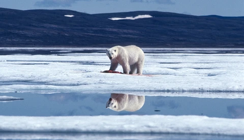 Polar Bears International: Can Photography Save the World?