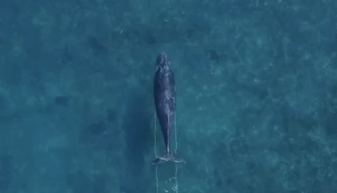Whales Are Dragging Fishing Line Across the Pacific, and Your Photos Can Help Save Them