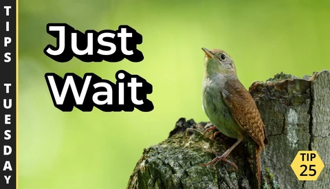 Graphic illustration of a wren perched on a moss-covered post against green background with motivational text overlay