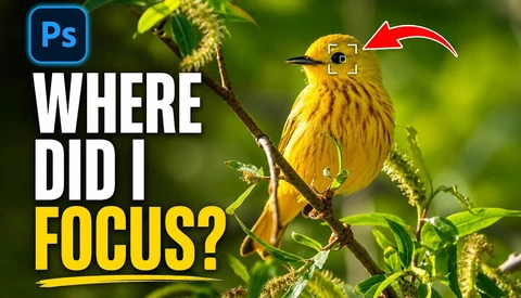 Screenshot of Photoshop tutorial showing yellow warbler perched on branch with focus point indicator