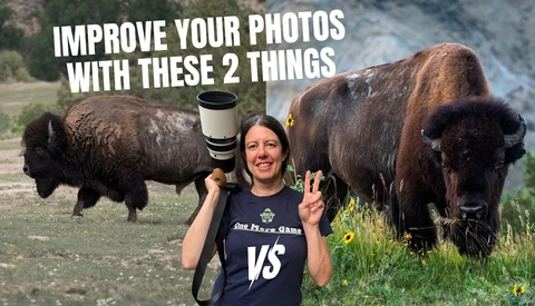 Photographer holding telephoto lens standing between two bison in grassland setting
