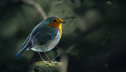 European robin perched on a moss-covered branch with blue plumage and orange-red breast