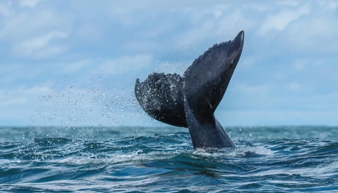 How Two Fluke Photos Revealed a Humpback Had Crossed the World