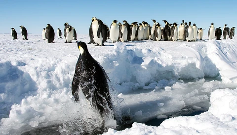 You Can Find Emperor Penguin Colonies From Space by Their Poop