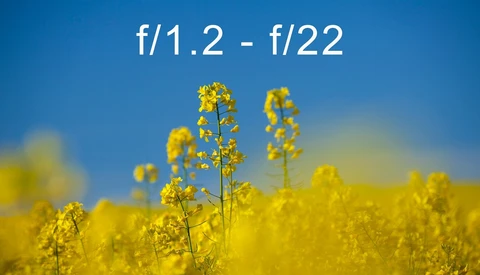 Yellow rapeseed field with sharp focus on foreground flower stems against blurred background under clear blue sky