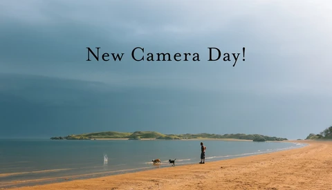 Person with dogs on sandy beach with calm water and distant island under overcast sky