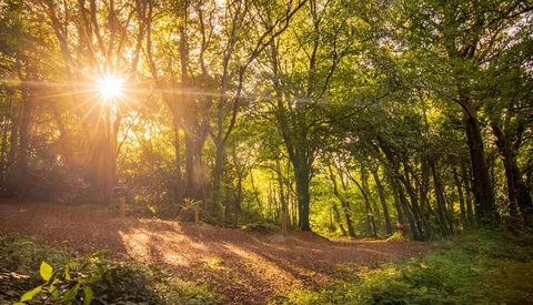 Sun streaming through tree canopy along a forest path at golden hour