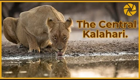 View Into The Kalahari by Pangolin Photo Safaris by Toby Jermyn