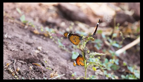 View Chobe & Shinde Wildlife by Rodi Almog