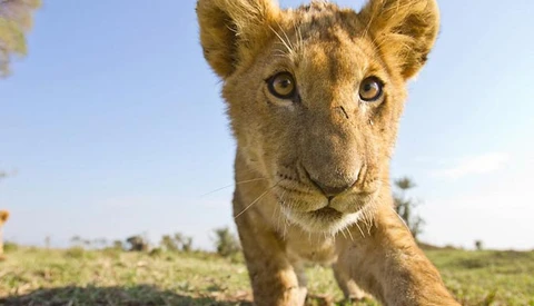 [Wildlife] Amazing, Intimate Shots of Lions In Their Natural Habitat