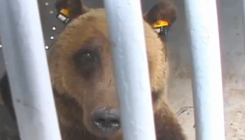 Interactive Documentary “Bear 71” Includes Video and One Million Photos