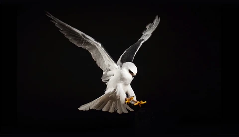 [Behind The Scenes] How To Photograph Birds of Prey In The Studio 