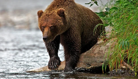 Man Killed While Photographing Grizzly Bear