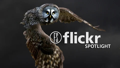 20 Unique Images Of Birds