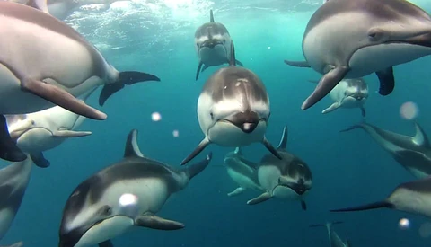 Fisherman Captures Amazing Footage Of Dolphins Underwater With Gopro