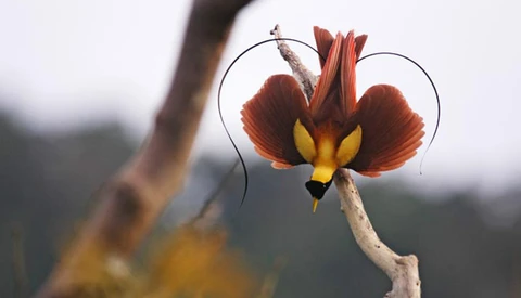 "Birds Of Paradise" Project Aims To Reveal Birds Unlike Anything You've Ever Seen